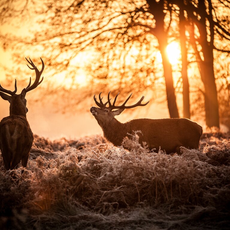 Zwei Hirsche stehen auf einer Lichtung im Wald in warmen, dämmrigen Licht. Die Sonne scheint von hinten durch die Äste.